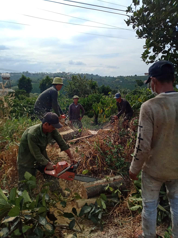 cắt tỉa cây xanh hà nội